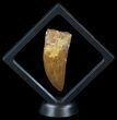 Serrated Carcharodontosaurus Tooth - Large Tooth #52460-2